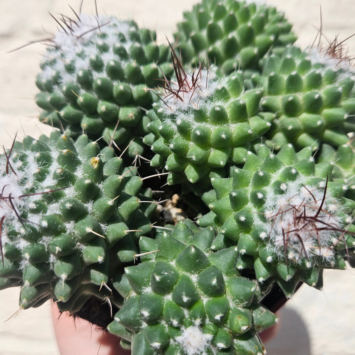 Mammillaria polythele (Many Nipple Cactus) - SGP Garden Ltd