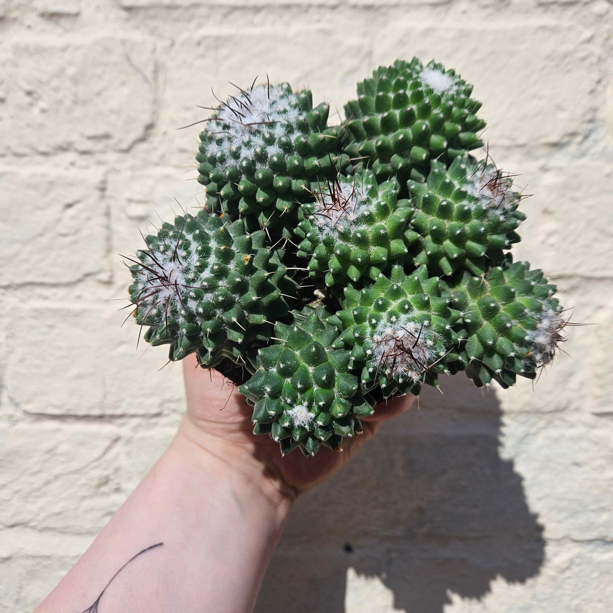 Mammillaria polythele (Many Nipple Cactus) - SGP Garden Ltd
