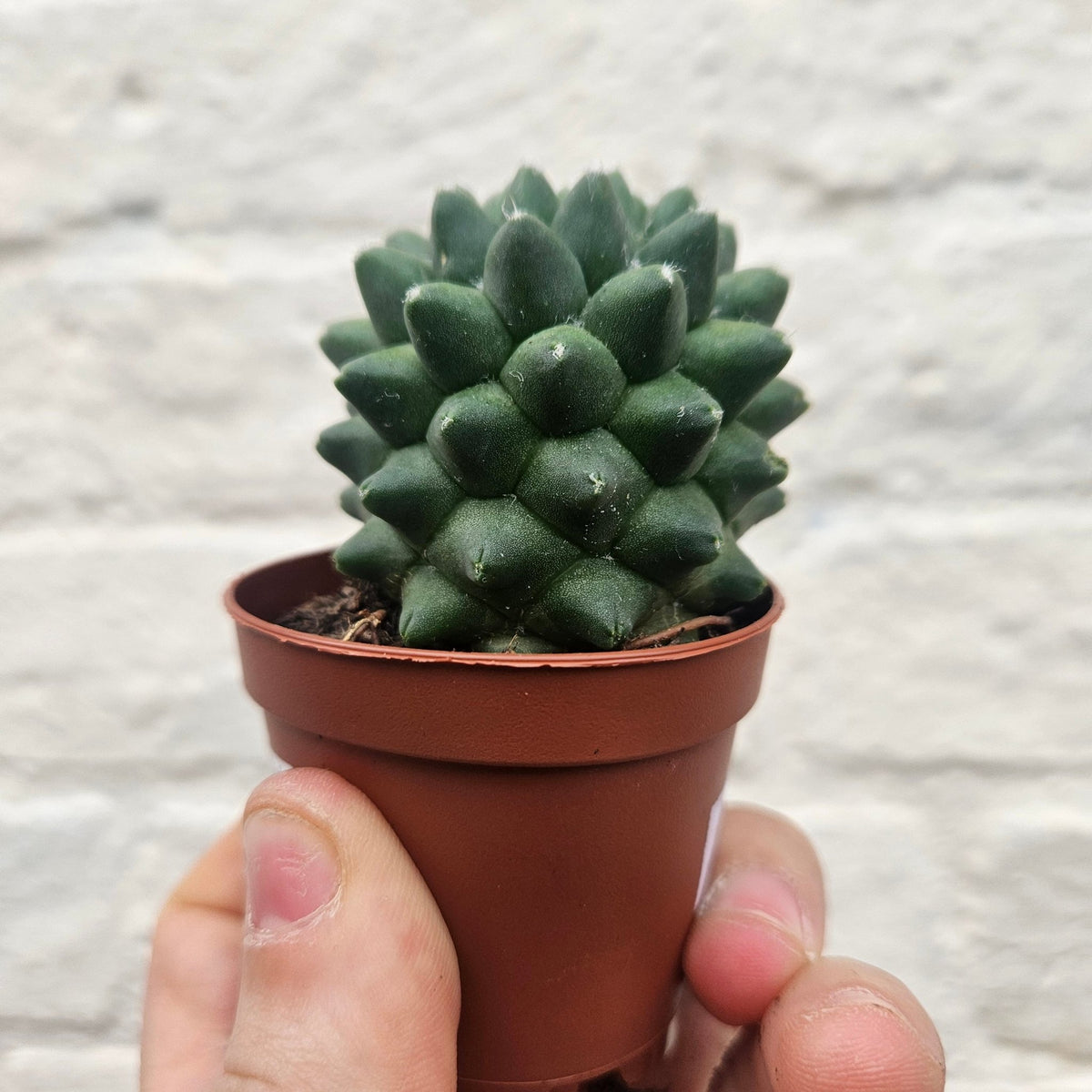 Mammillaria polythele 'Nuda' (Hairless Nipple Cactus) - SGP Garden Ltd