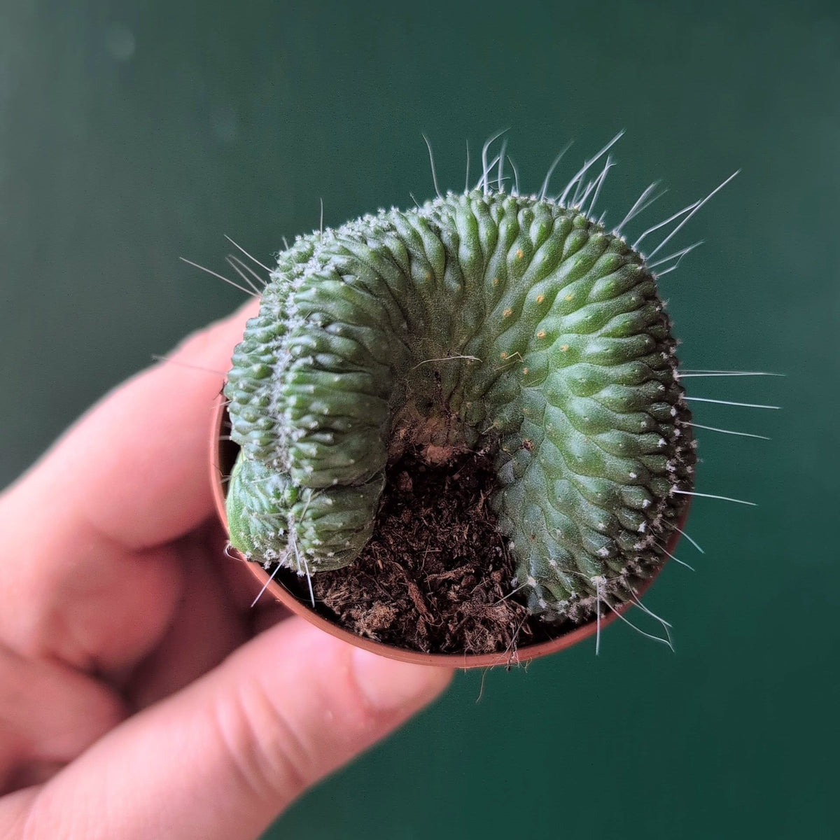 Mammillaria spinosissima 'Un Pico Cristata' (Crested Cactus) - SGP Garden Ltd