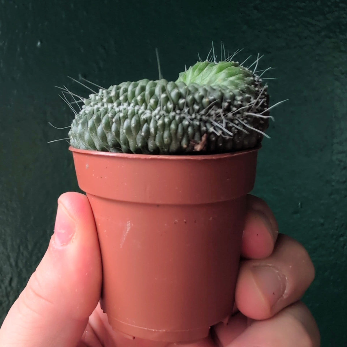 Mammillaria spinosissima 'Un Pico Cristata' (Crested Cactus) - SGP Garden Ltd