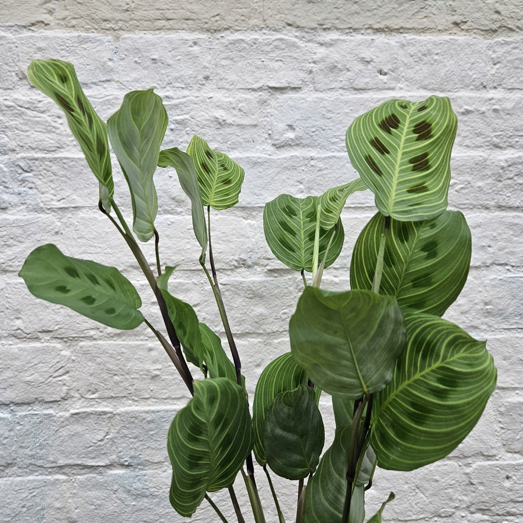 Maranta leuconeura 'Light veins' - SGP Garden Ltd