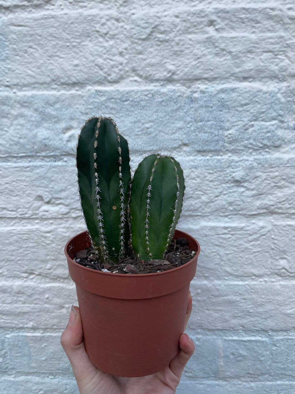 Marginatocereus marginatus (Mexican Fence Post Cactus) - SGP Garden Ltd