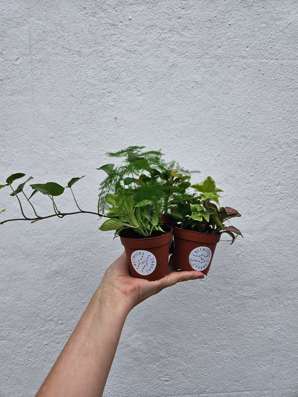 Mixed Terrarium Plants - SGP Garden Ltd