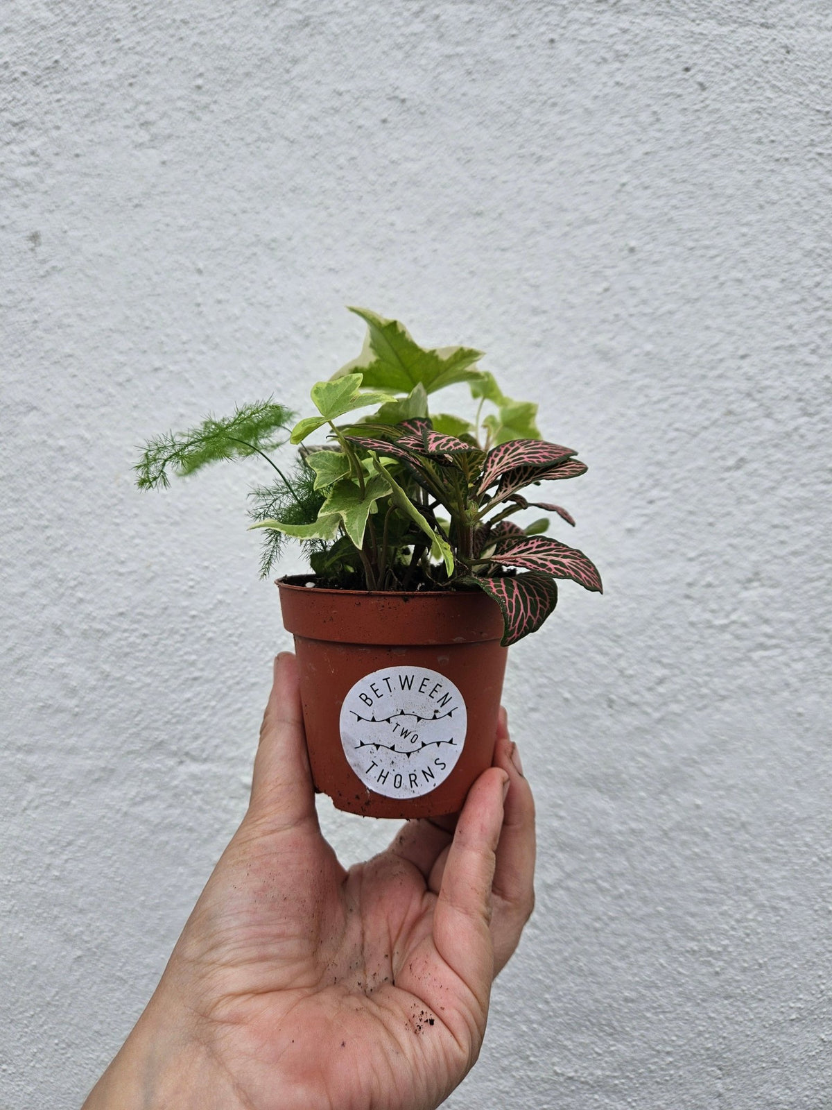 Mixed Terrarium Plants - SGP Garden Ltd