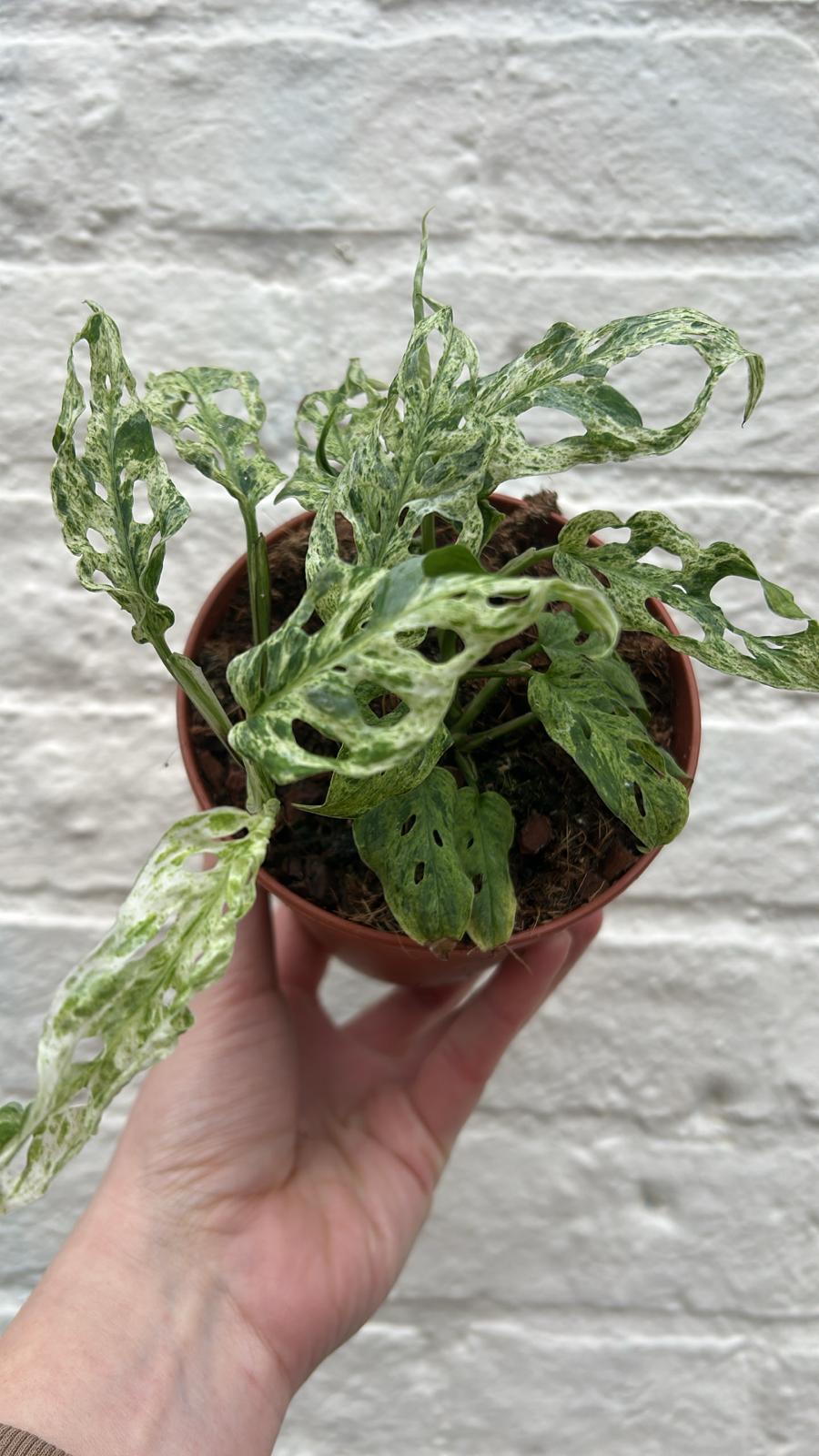 Monstera adansonii 'Frozen Freckles' (Variegated Monkey Mask) - SGP Garden Ltd