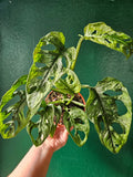 Monstera adansonii 'Mint' - SGP Garden Ltd