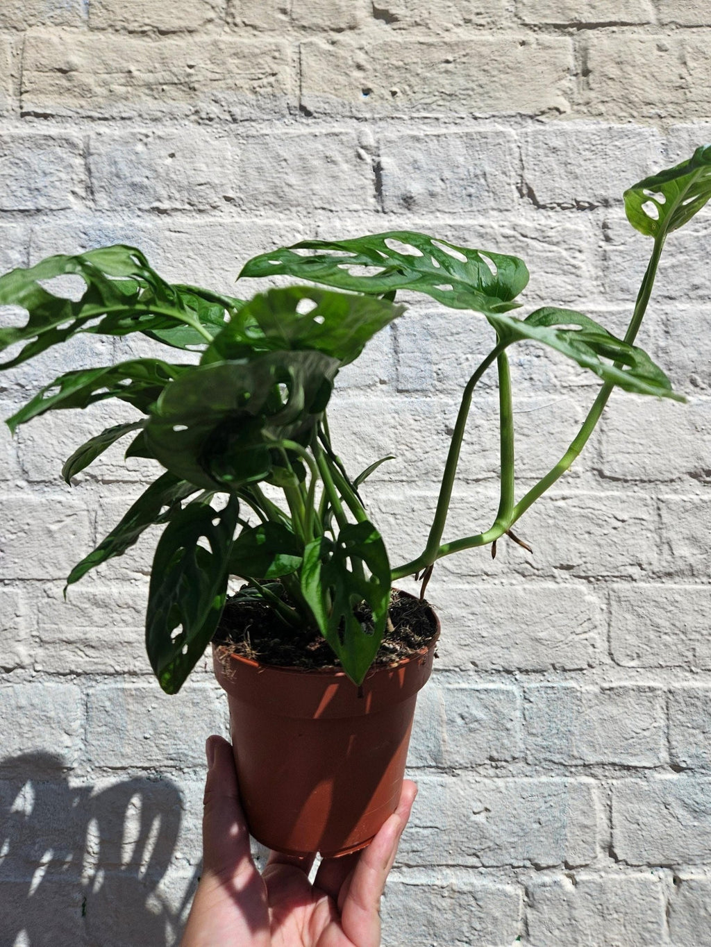 Monstera adansonii 'Monkey Mask' - SGP Garden Ltd
