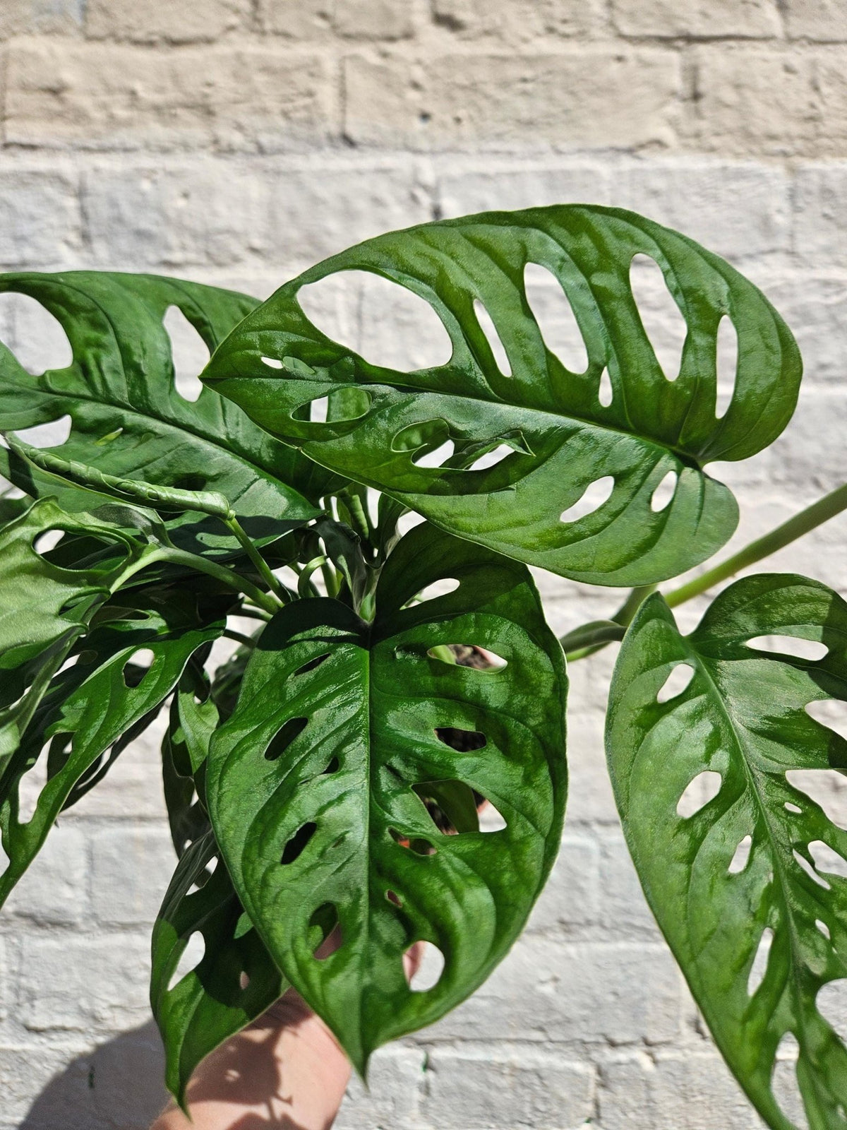 Monstera adansonii 'Monkey Mask' - SGP Garden Ltd