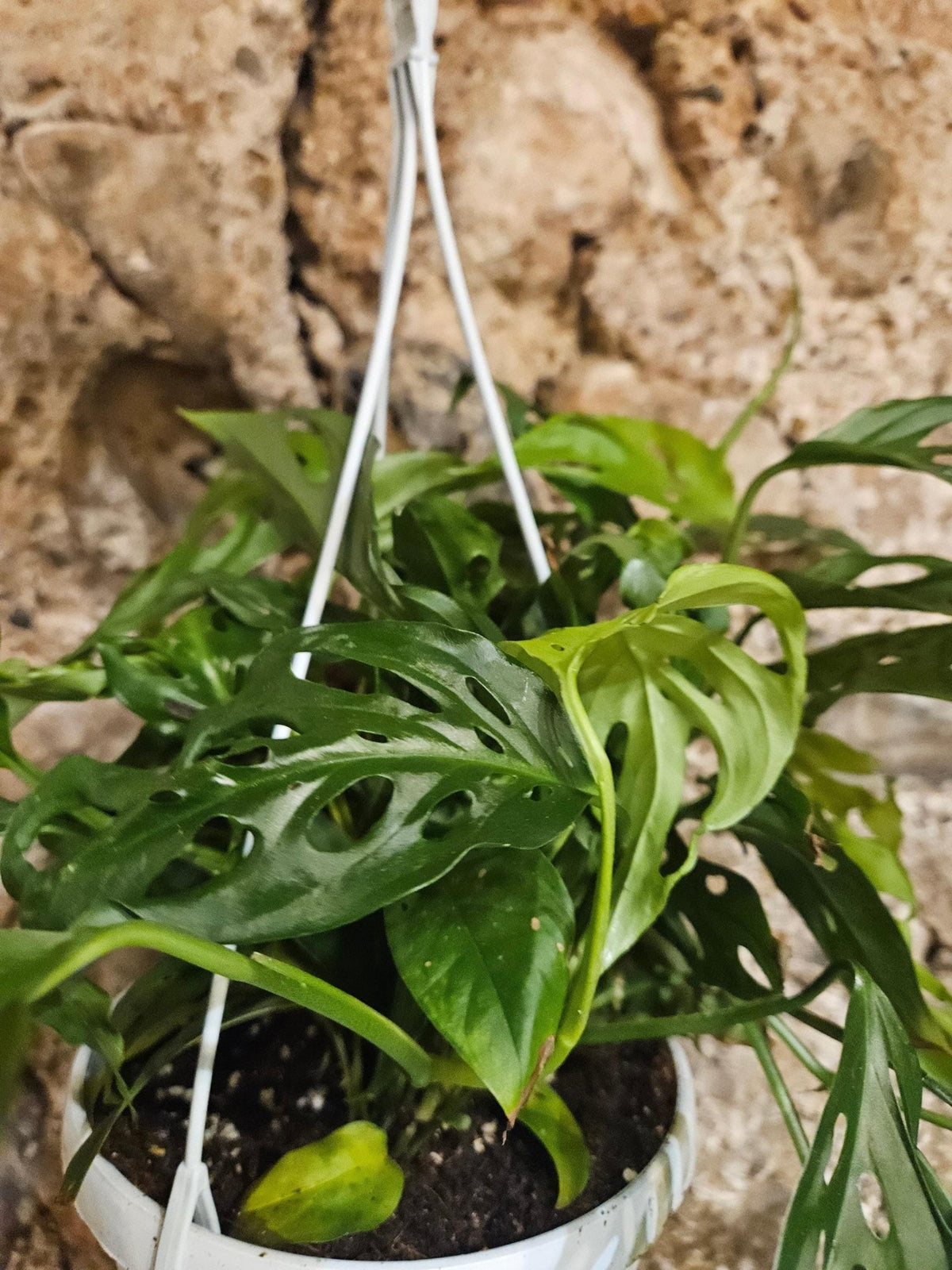 Monstera adansonii 'Monkey Mask' - SGP Garden Ltd