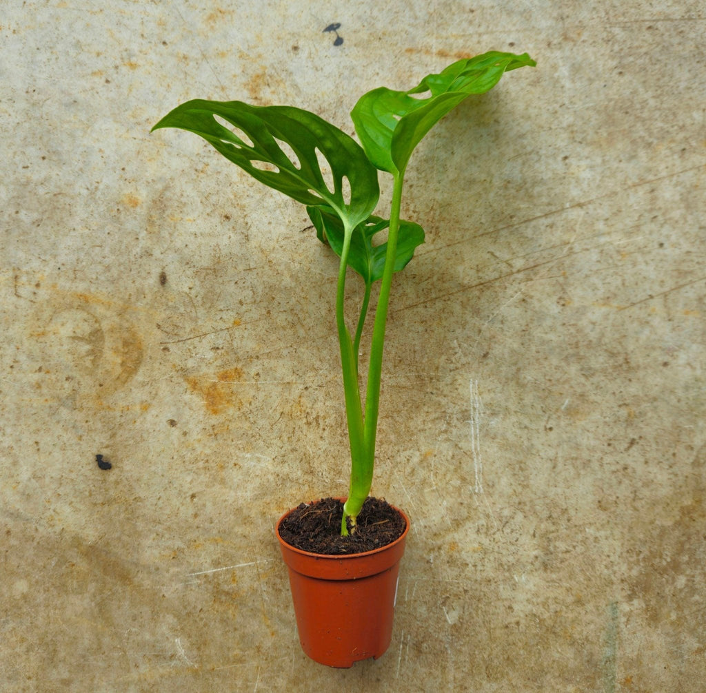 Monstera adansonii 'Monkey Mask' - SGP Garden Ltd