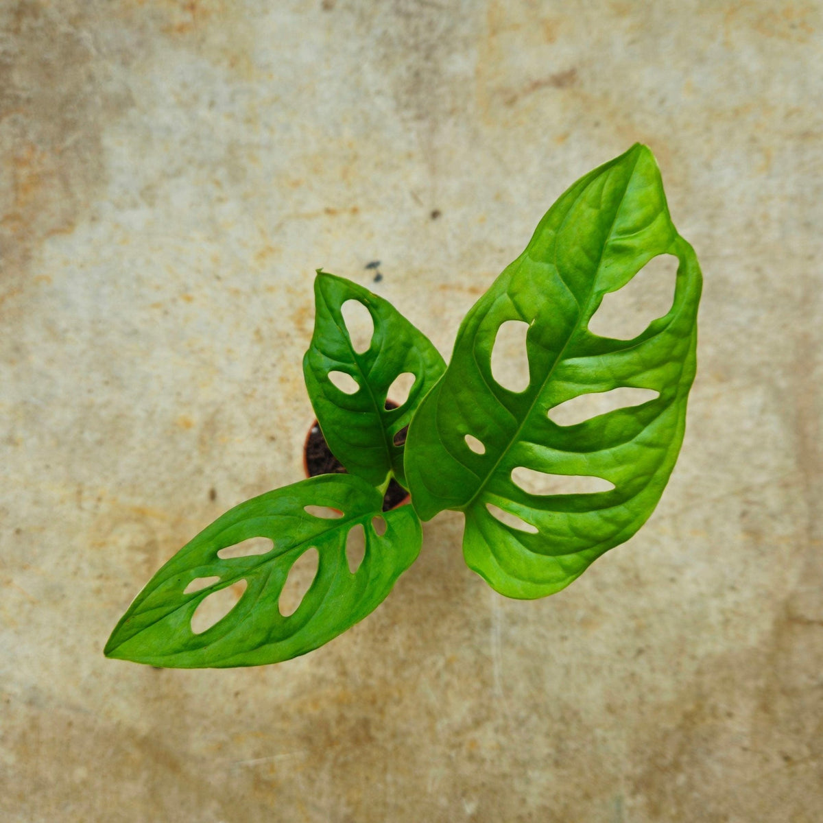 Monstera adansonii 'Monkey Mask' - SGP Garden Ltd