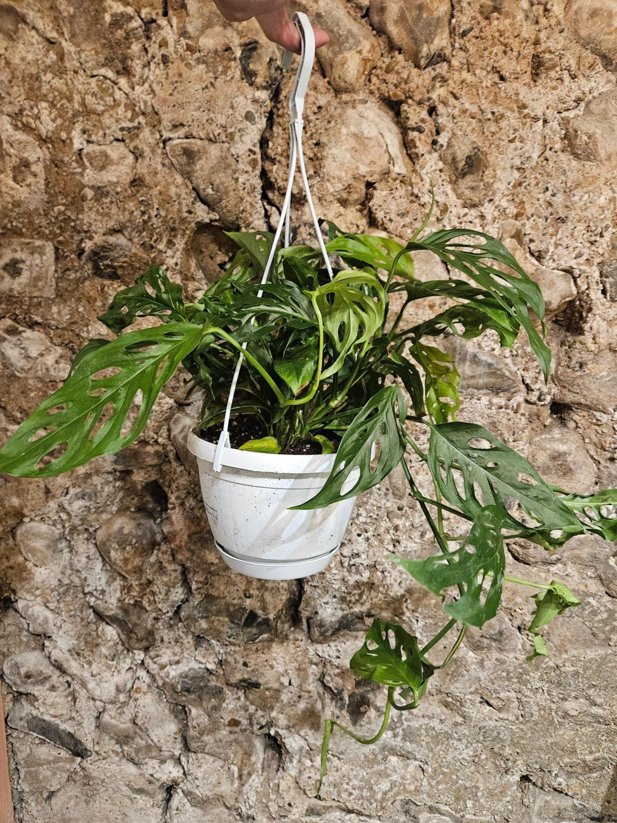 Monstera adansonii 'Monkey Mask' - SGP Garden Ltd