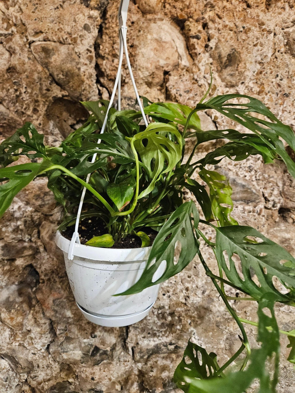 Monstera adansonii 'Monkey Mask' - SGP Garden Ltd