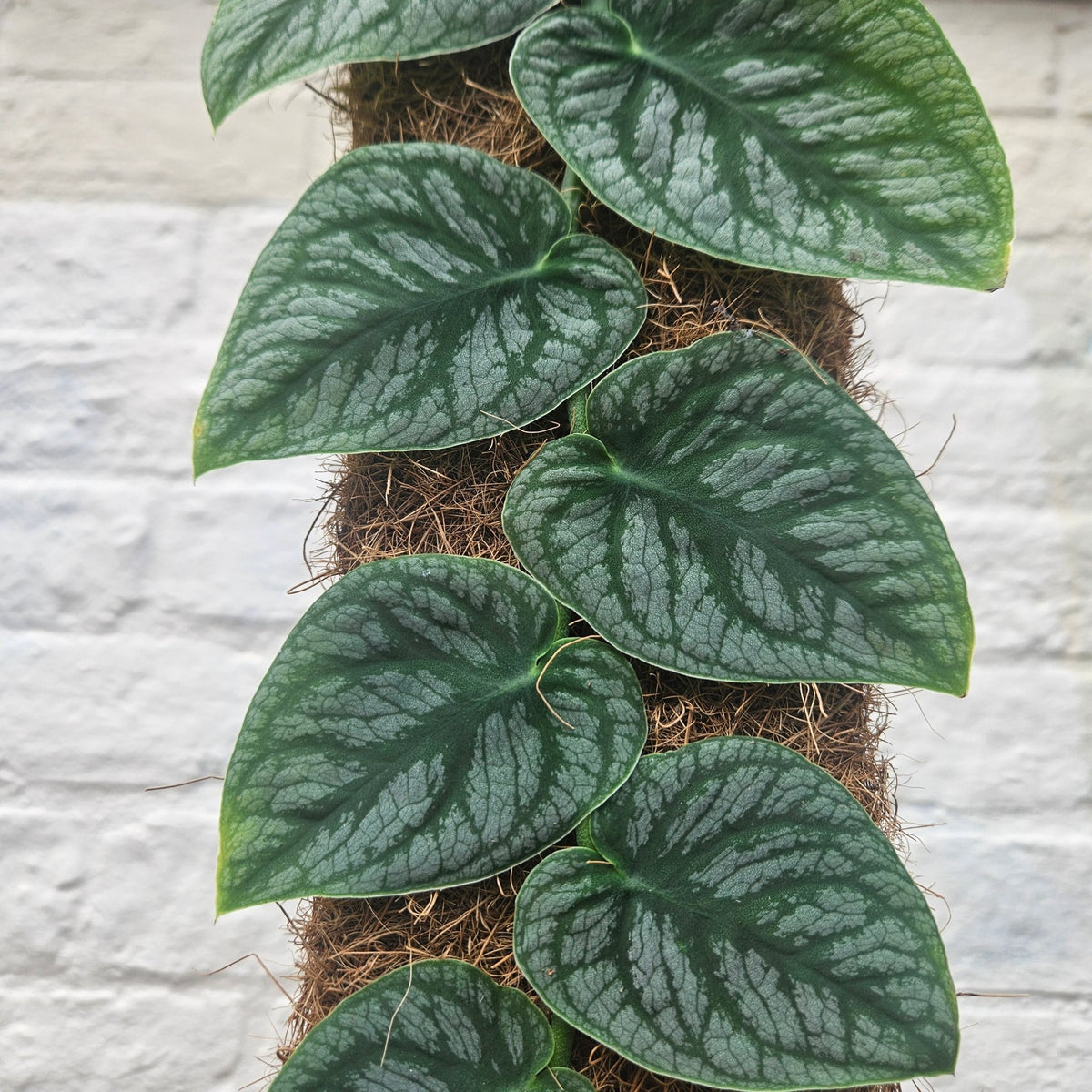 Monstera dubia (Shingle Plant) - SGP Garden Ltd