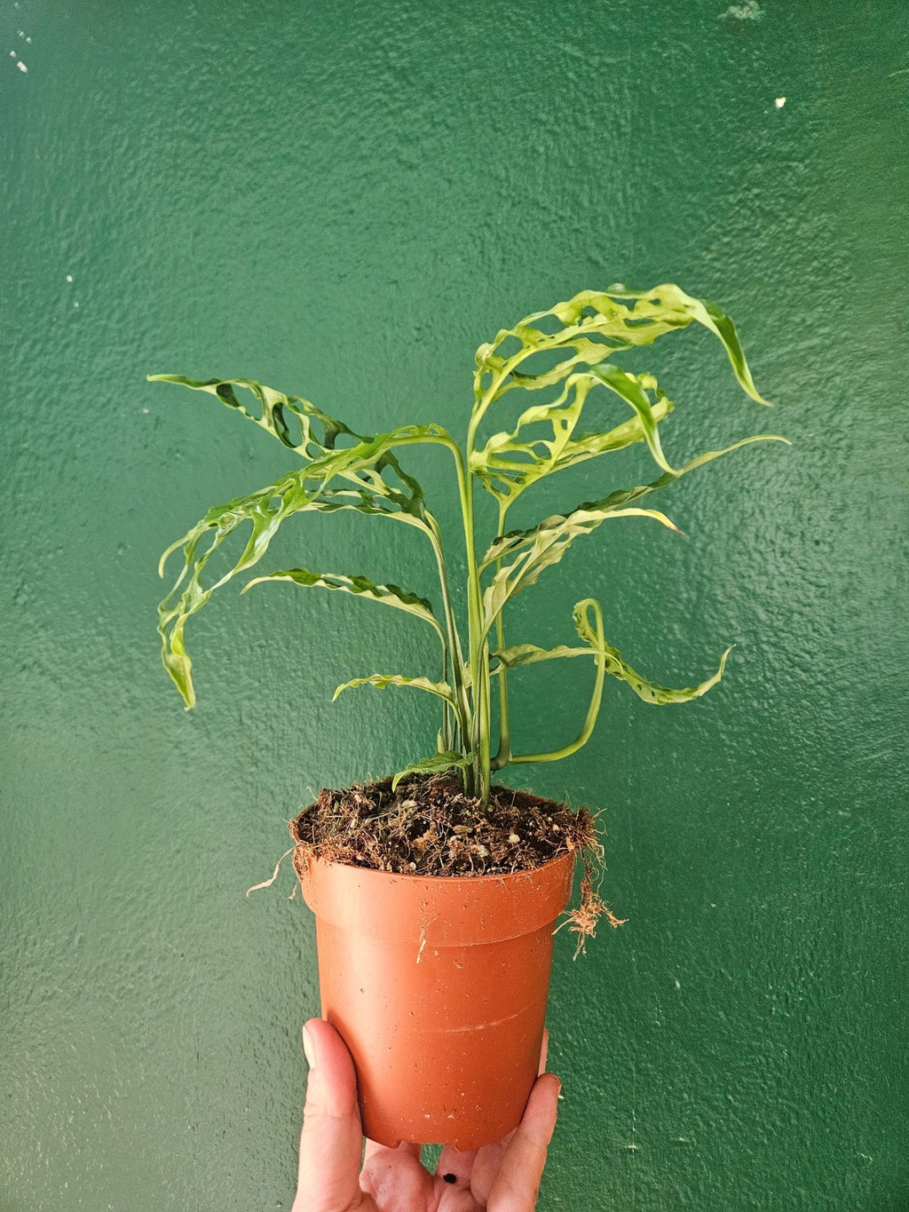 Monstera obliqua 'Peru' (Swiss Cheese Vine) - SGP Garden Ltd