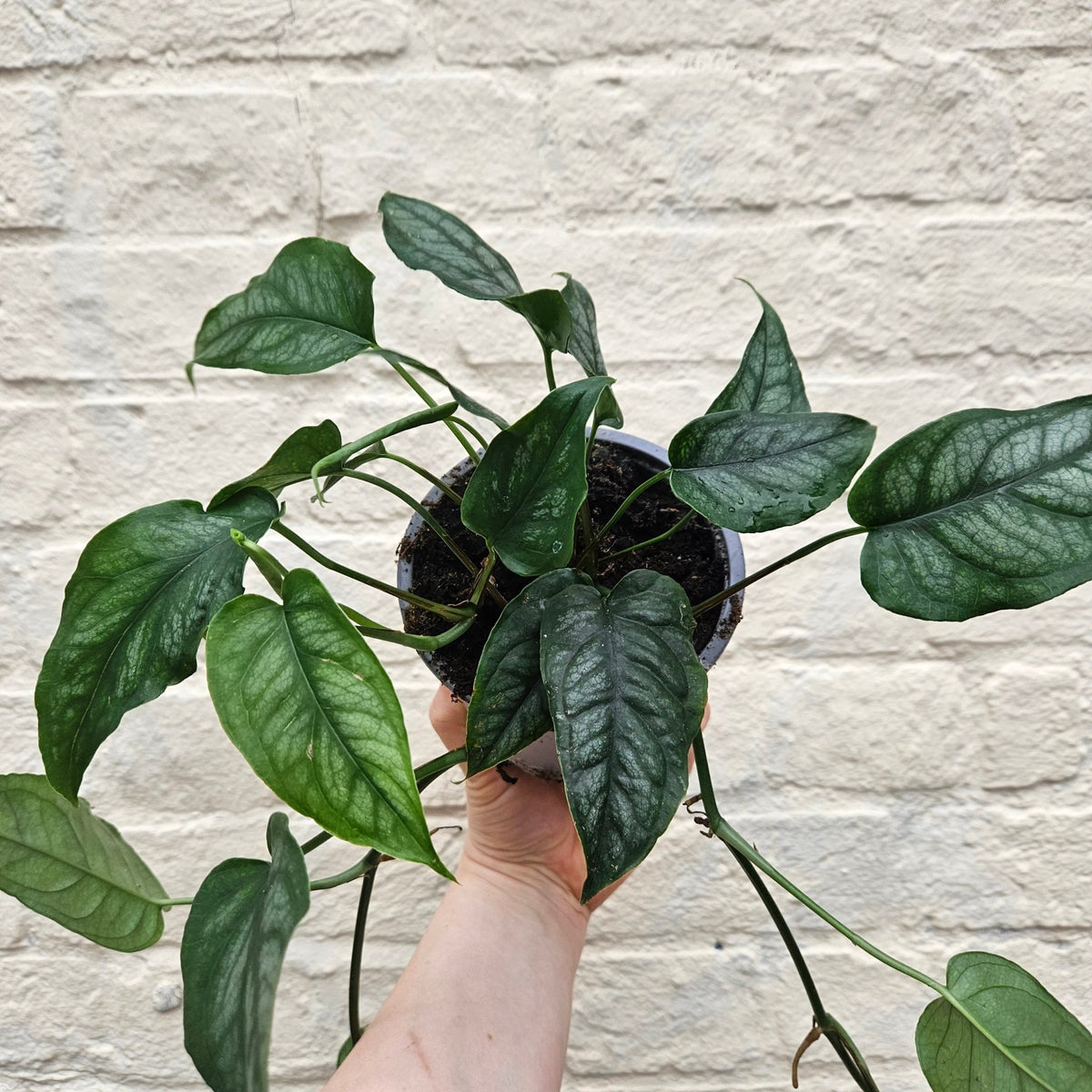 Monstera siltepecana (Silver Monstera) - SGP Garden Ltd