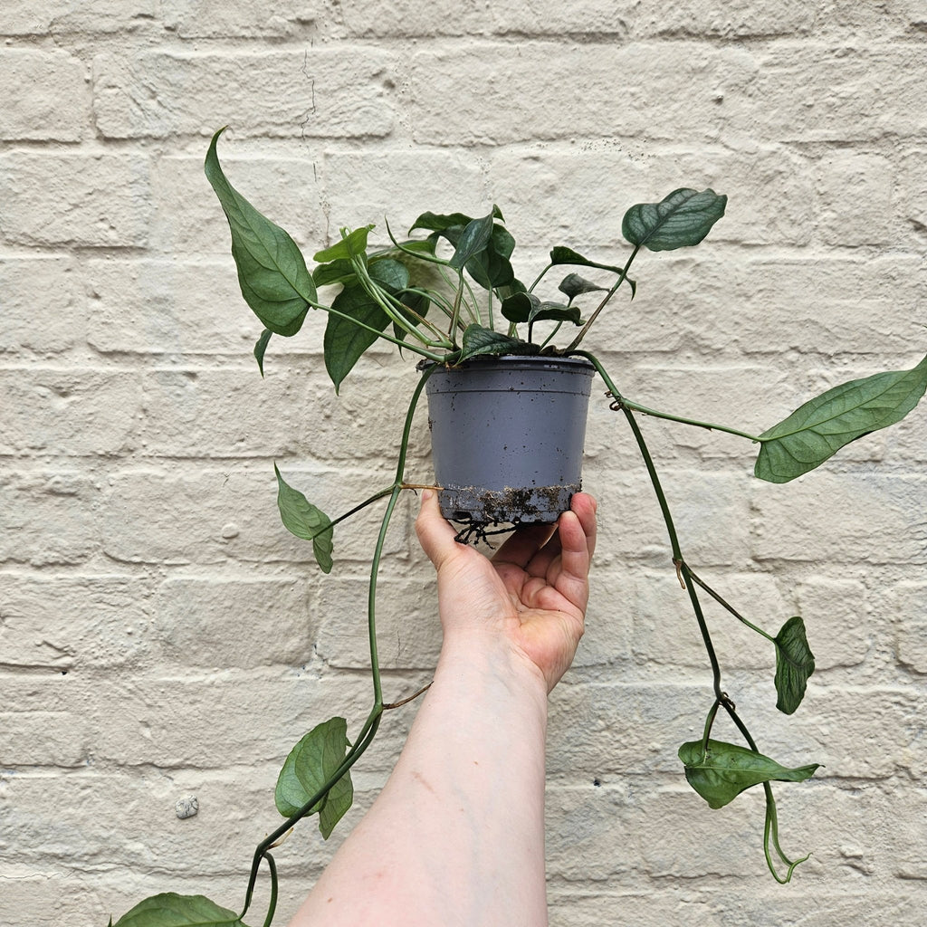 Monstera siltepecana (Silver Monstera) - SGP Garden Ltd