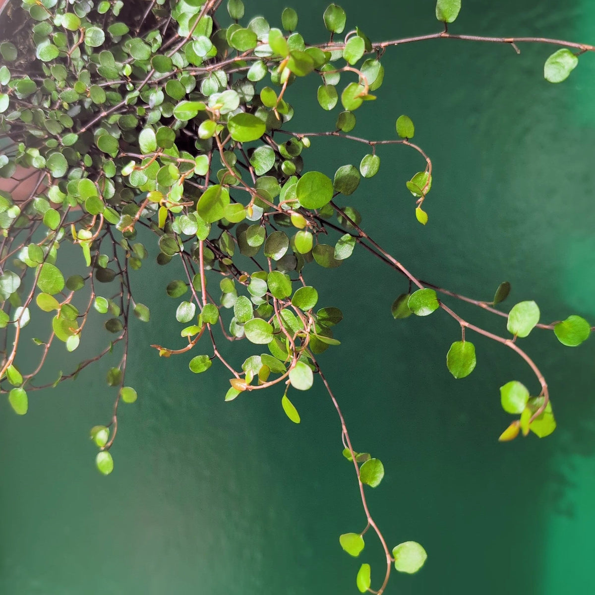 Muehlenbeckia complexa 'Maori' (New Zealand Wire Vine) - SGP Garden Ltd