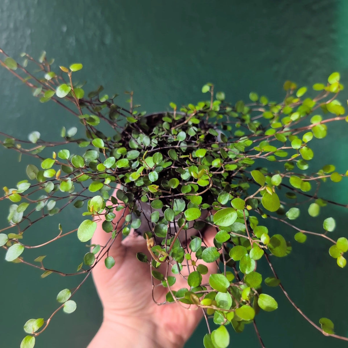 Muehlenbeckia complexa 'Maori' (New Zealand Wire Vine) - SGP Garden Ltd