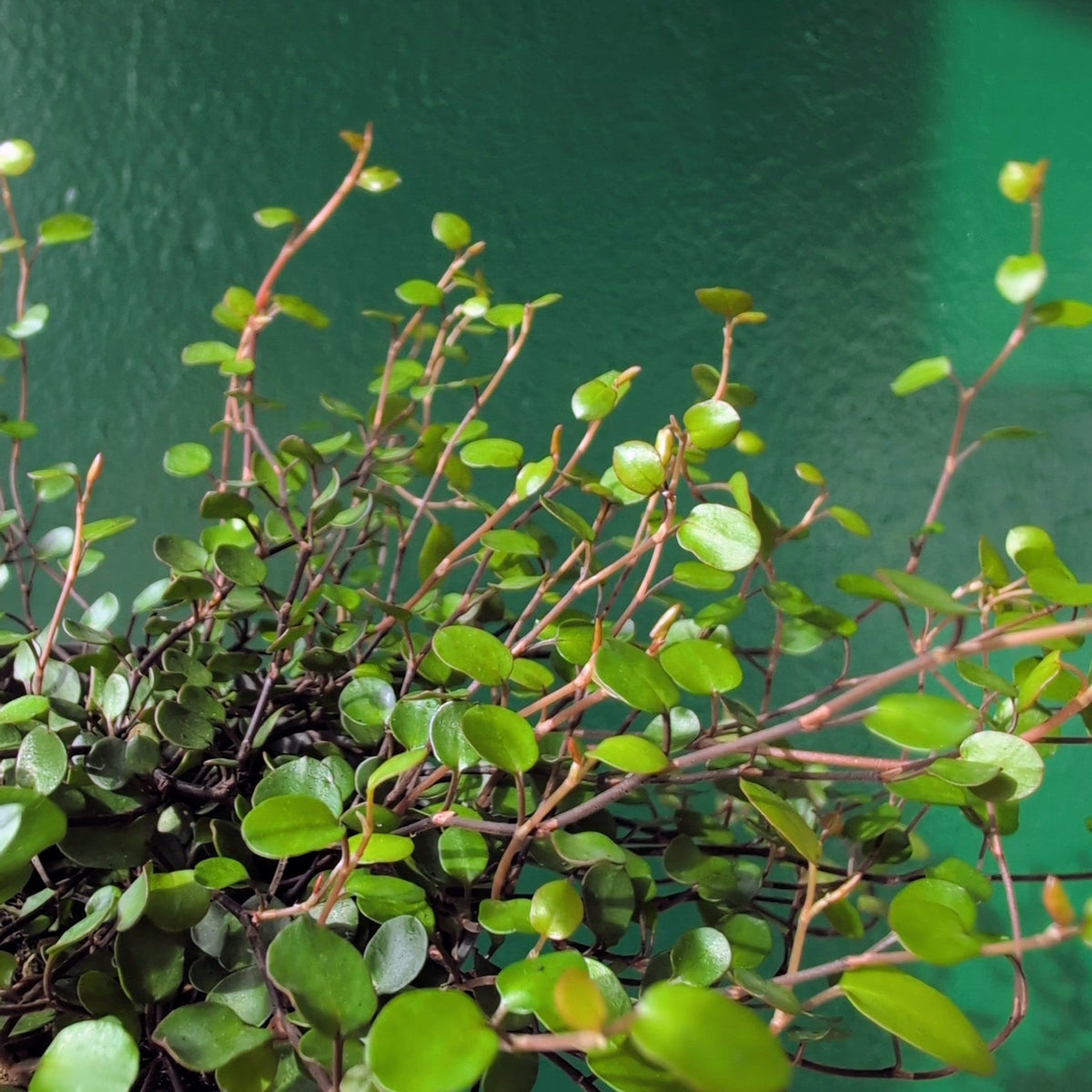 Muehlenbeckia complexa 'Maori' (New Zealand Wire Vine) - SGP Garden Ltd