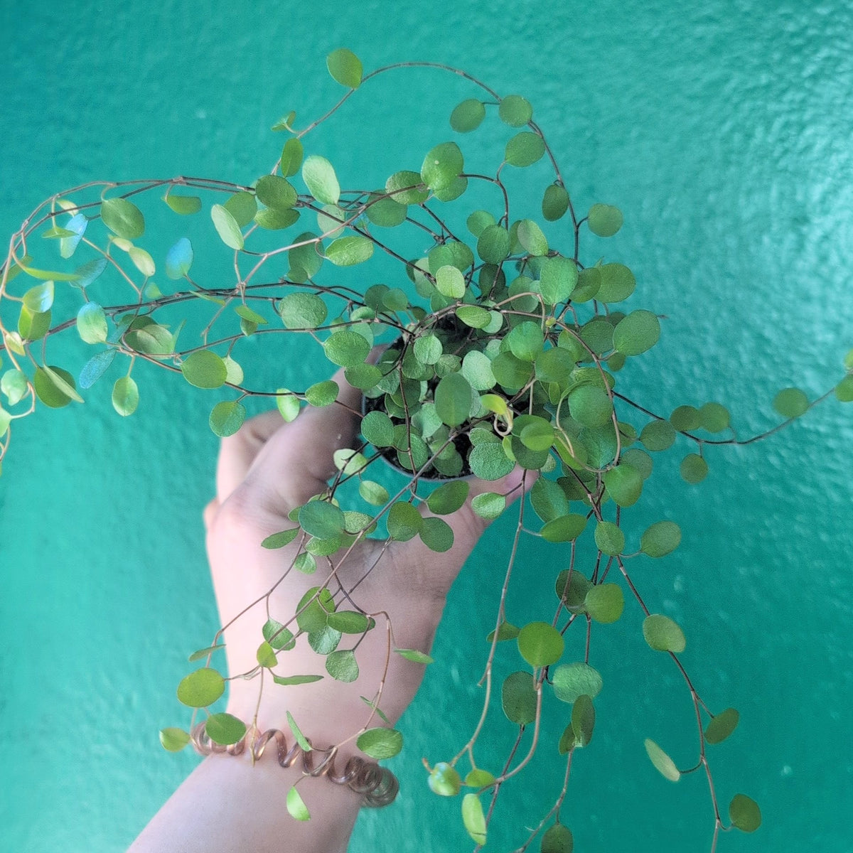 Muehlenbeckia complexa 'Maori' (New Zealand Wire Vine) - SGP Garden Ltd