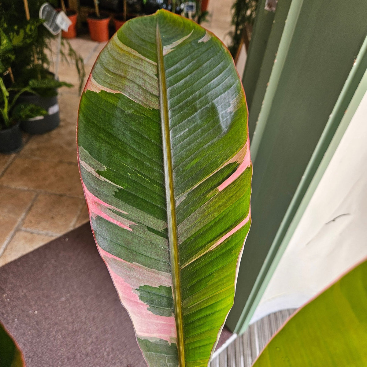 Musa 'NoNo Pink' (Variegated Banana Plant) - SGP Garden Ltd