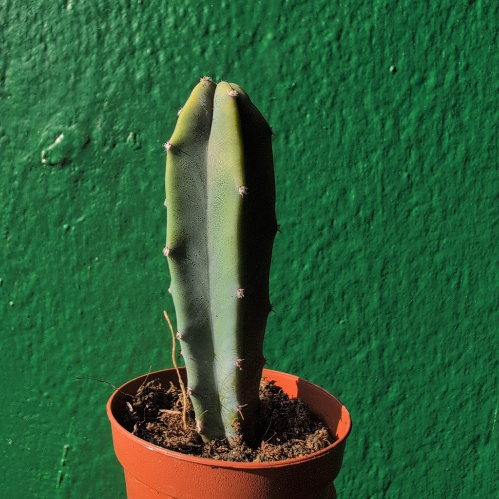 Myrtillocactus geometrizans (Blue Myrtle) - SGP Garden Ltd