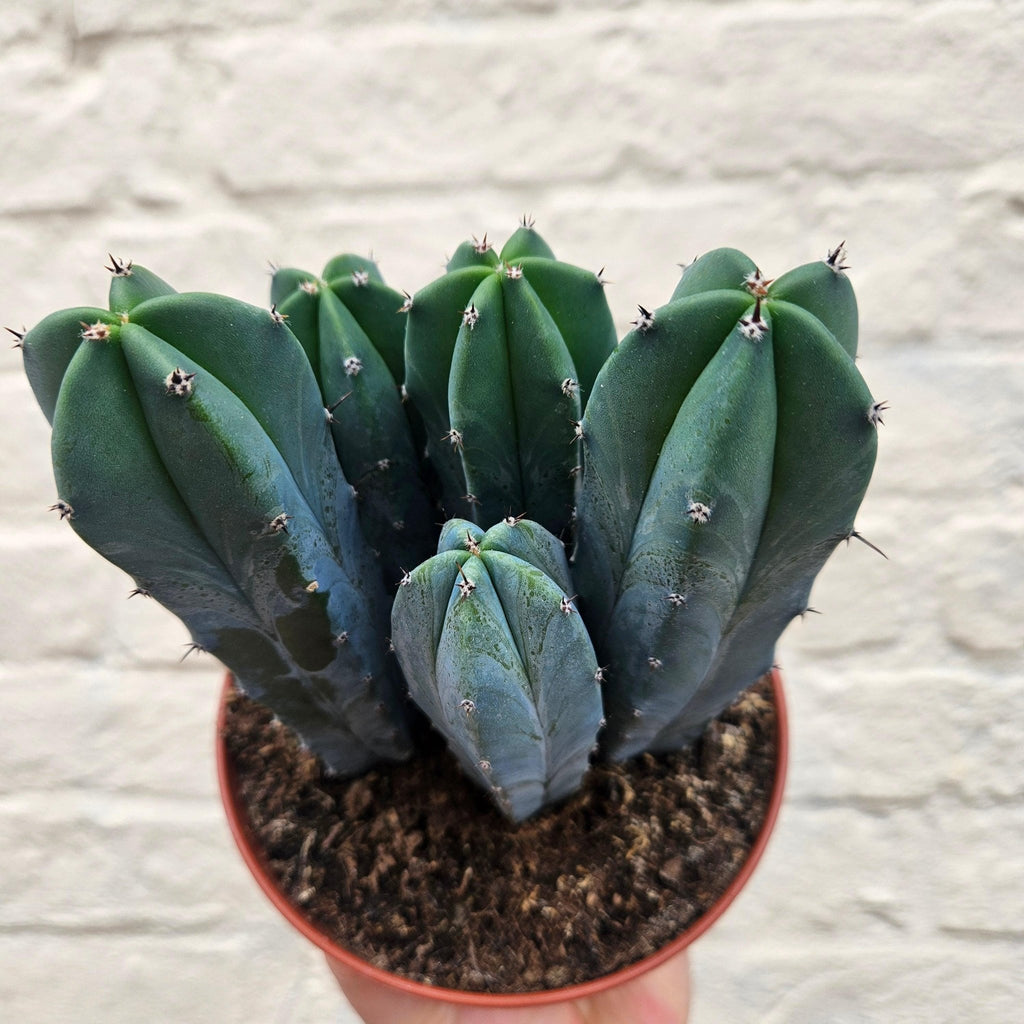 Myrtillocactus geometrizans (Blue Myrtle) - SGP Garden Ltd