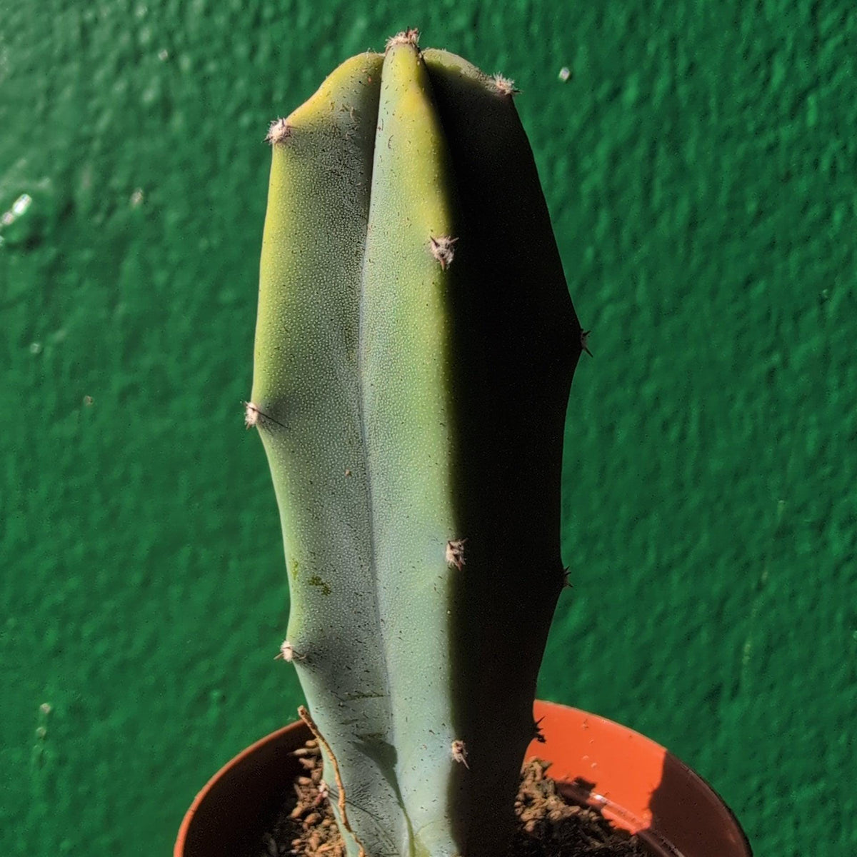 Myrtillocactus geometrizans (Blue Myrtle) - SGP Garden Ltd