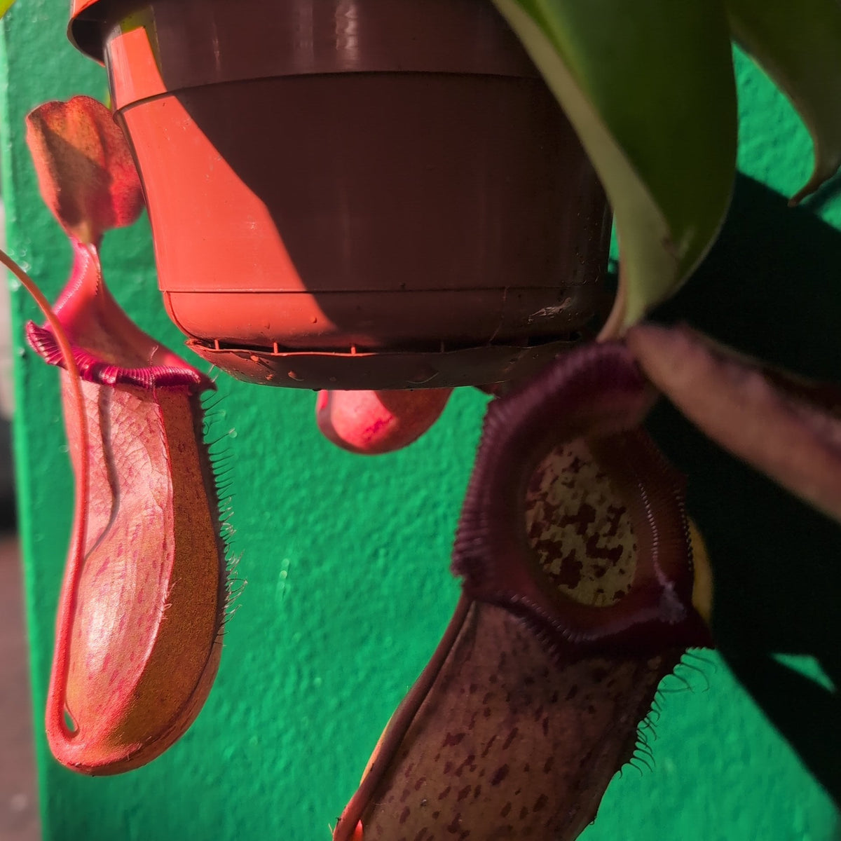 Nepenthes (Monkey Cups) - SGP Garden Ltd