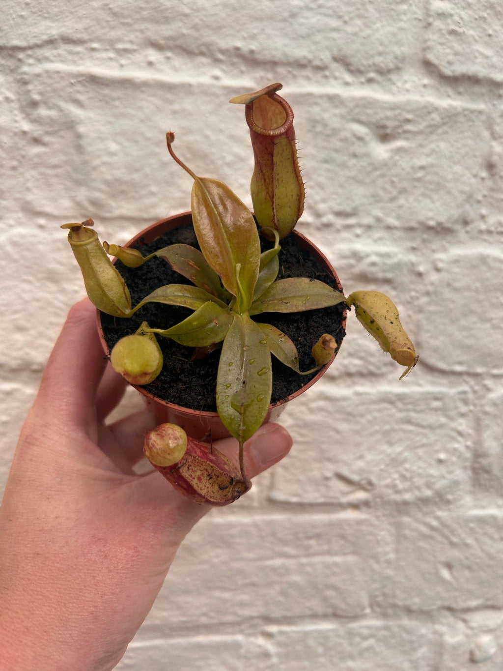 Nepenthes (Monkey Cups) - SGP Garden Ltd