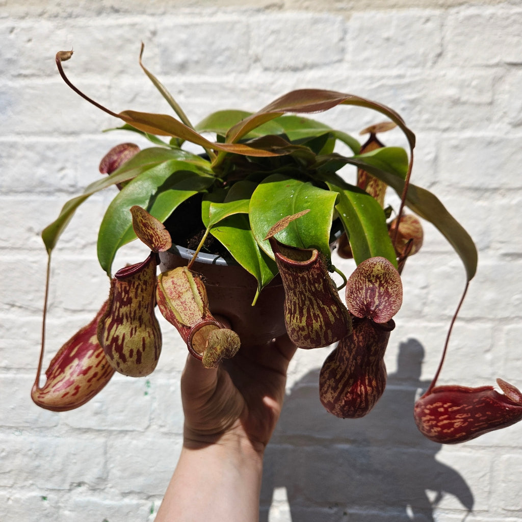 Nepenthes (Monkey Cups) - SGP Garden Ltd