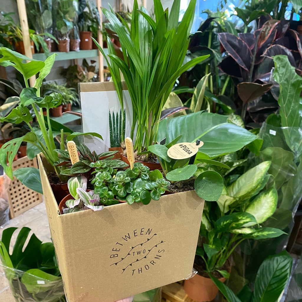 *NEW* Plant gift boxes delivered locally same day or Nationwide! - SGP Garden Ltd