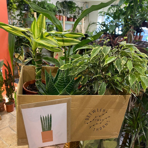 *NEW* Plant gift boxes delivered locally same day or Nationwide! - SGP Garden Ltd