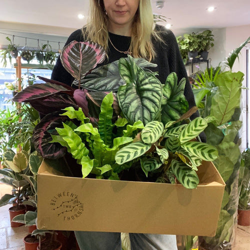 *NEW* Plant gift boxes delivered locally same day or Nationwide! - SGP Garden Ltd