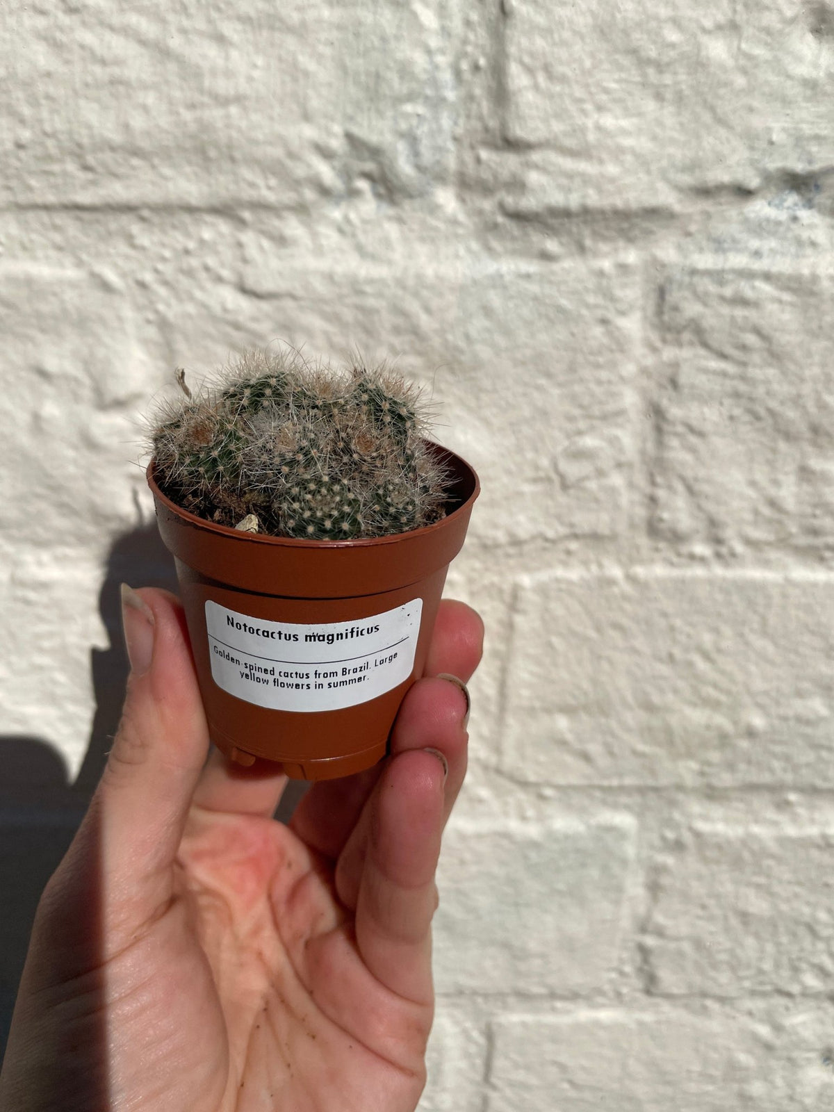 Notocactus magnificus (Balloon cactus) - SGP Garden Ltd