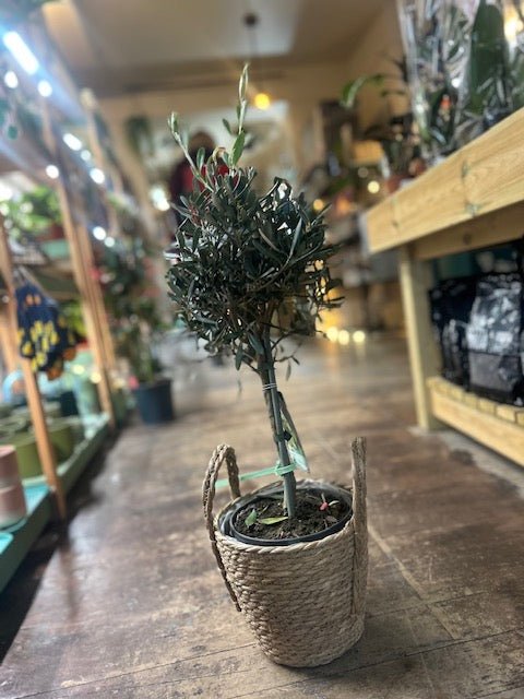 Olea plant (Olive Tree) - SGP Garden Ltd