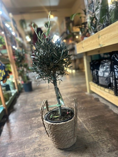 Olea plant (Olive Tree) - SGP Garden Ltd