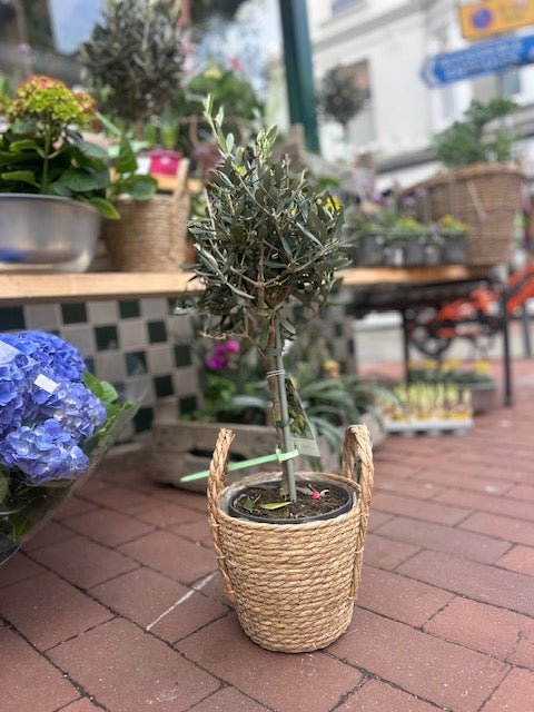 Olea plant (Olive Tree) - SGP Garden Ltd