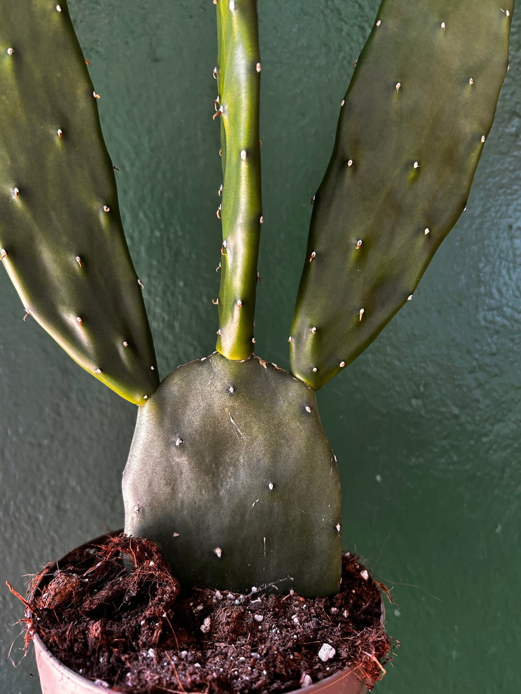 Opuntia cochenillifera (Prickly Pear) - SGP Garden Ltd