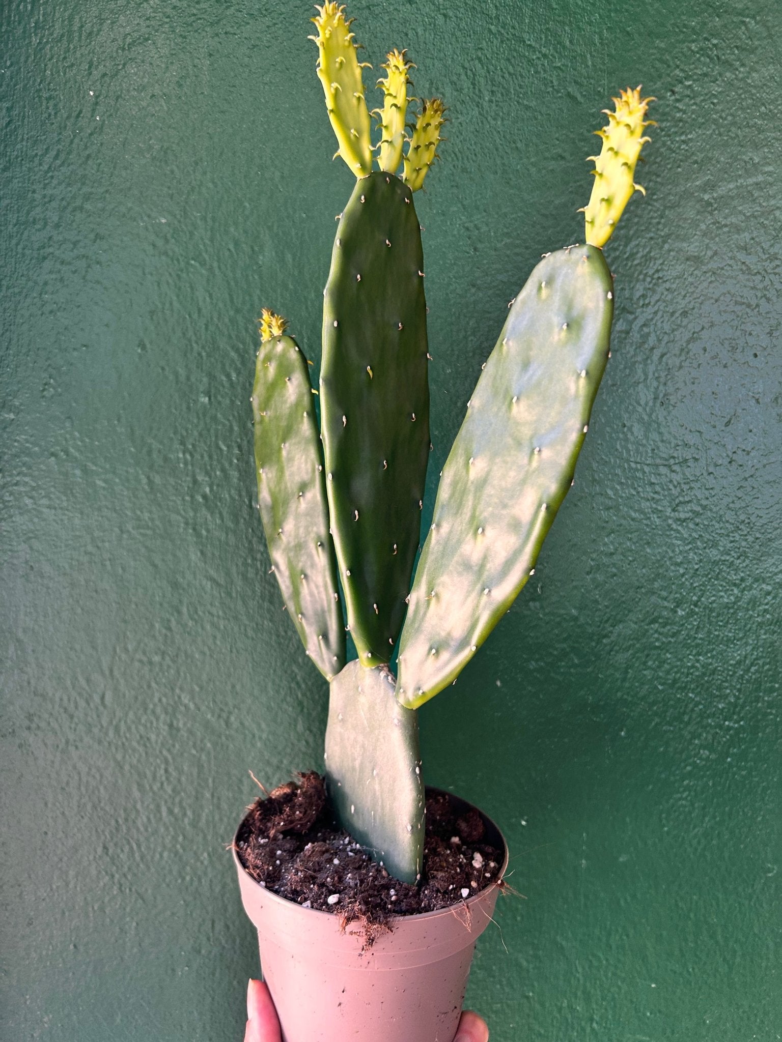 Opuntia cochenillifera (Prickly Pear) - SGP Garden Ltd