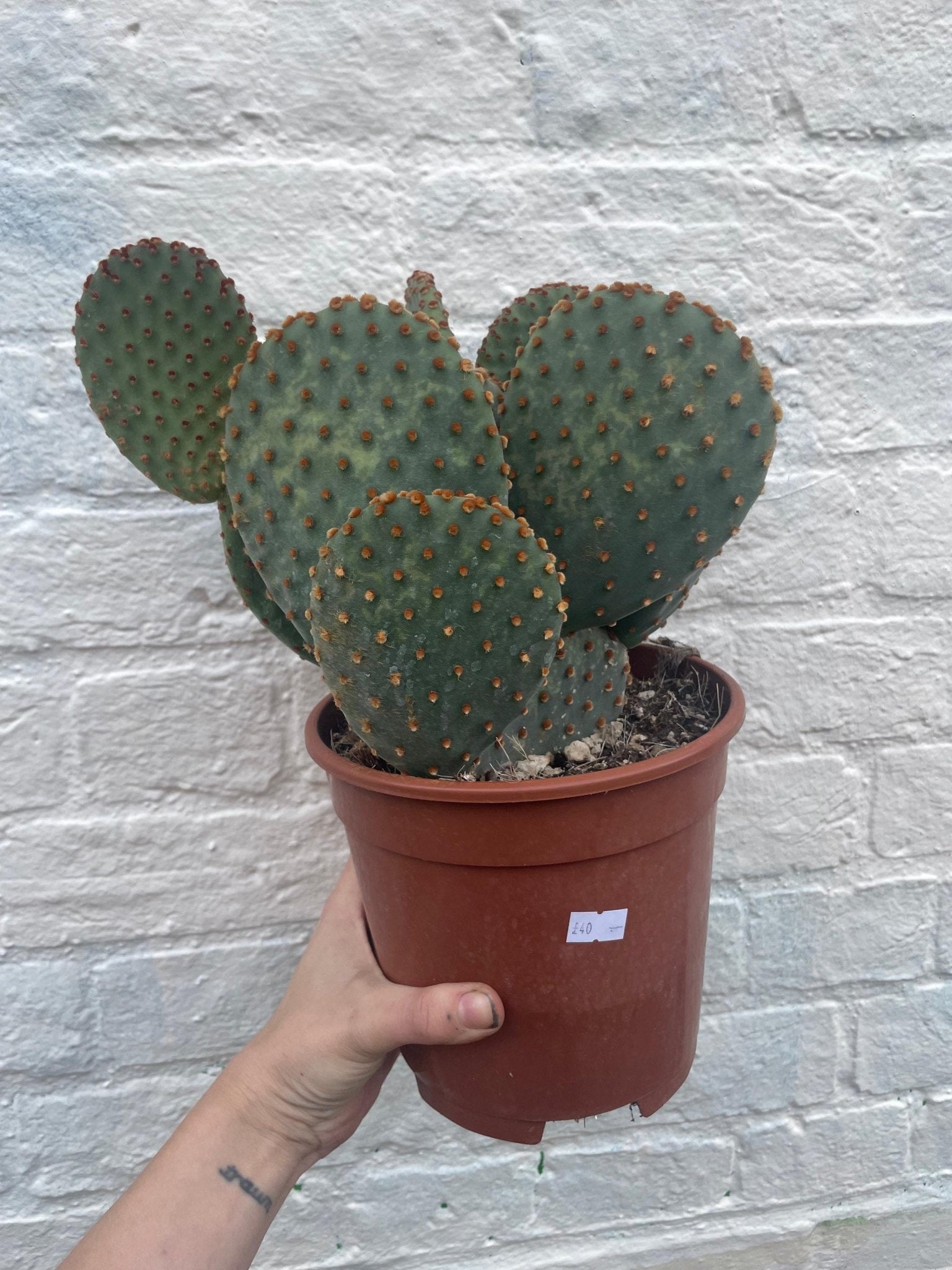 Opuntia microdasys (Bunny Ears) - SGP Garden Ltd