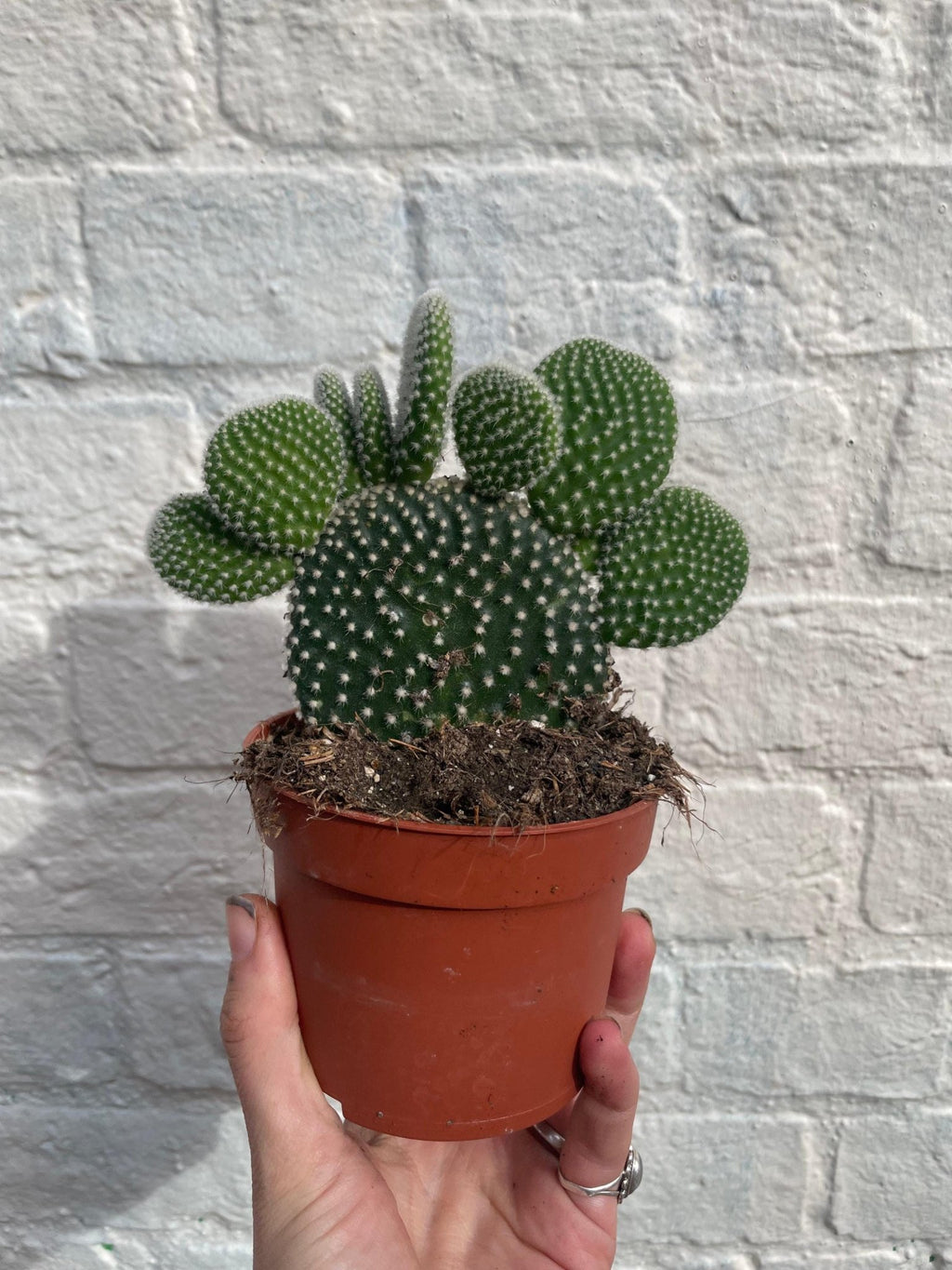 Opuntia microdasys (Bunny Ears) - SGP Garden Ltd