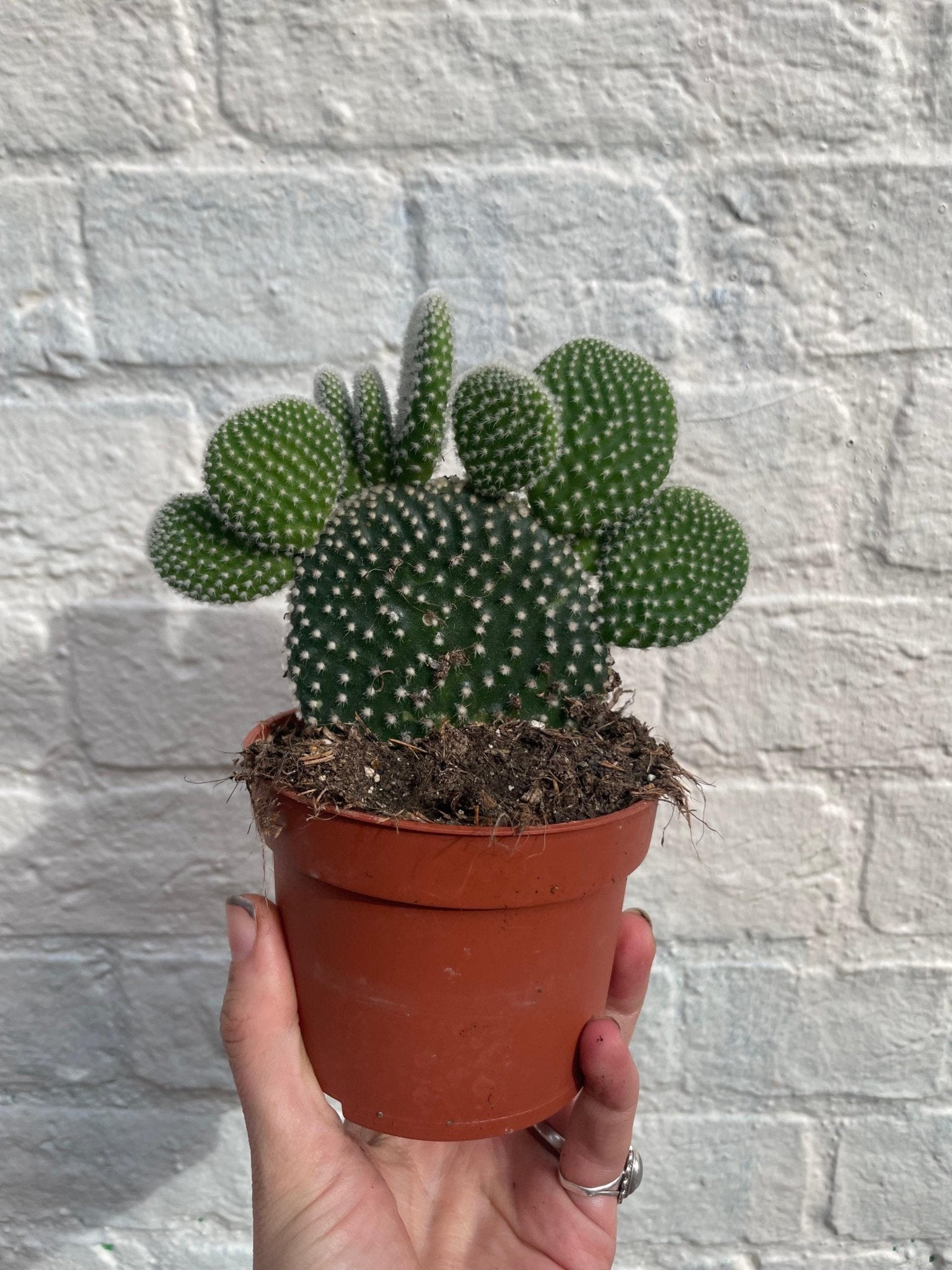 Opuntia microdasys (Bunny Ears) - SGP Garden Ltd