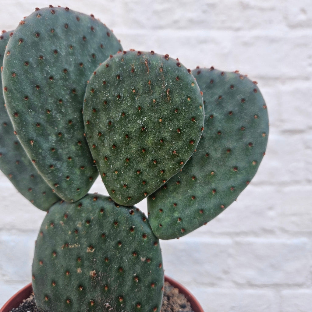 Opuntia microdasys (Bunny Ears) - SGP Garden Ltd