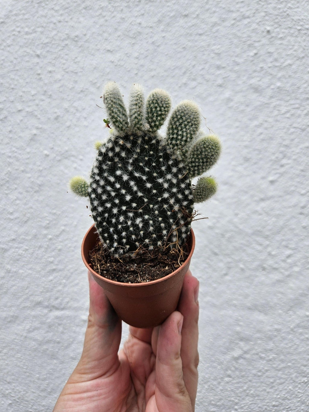 Opuntia microdasys (Bunny Ears) - SGP Garden Ltd