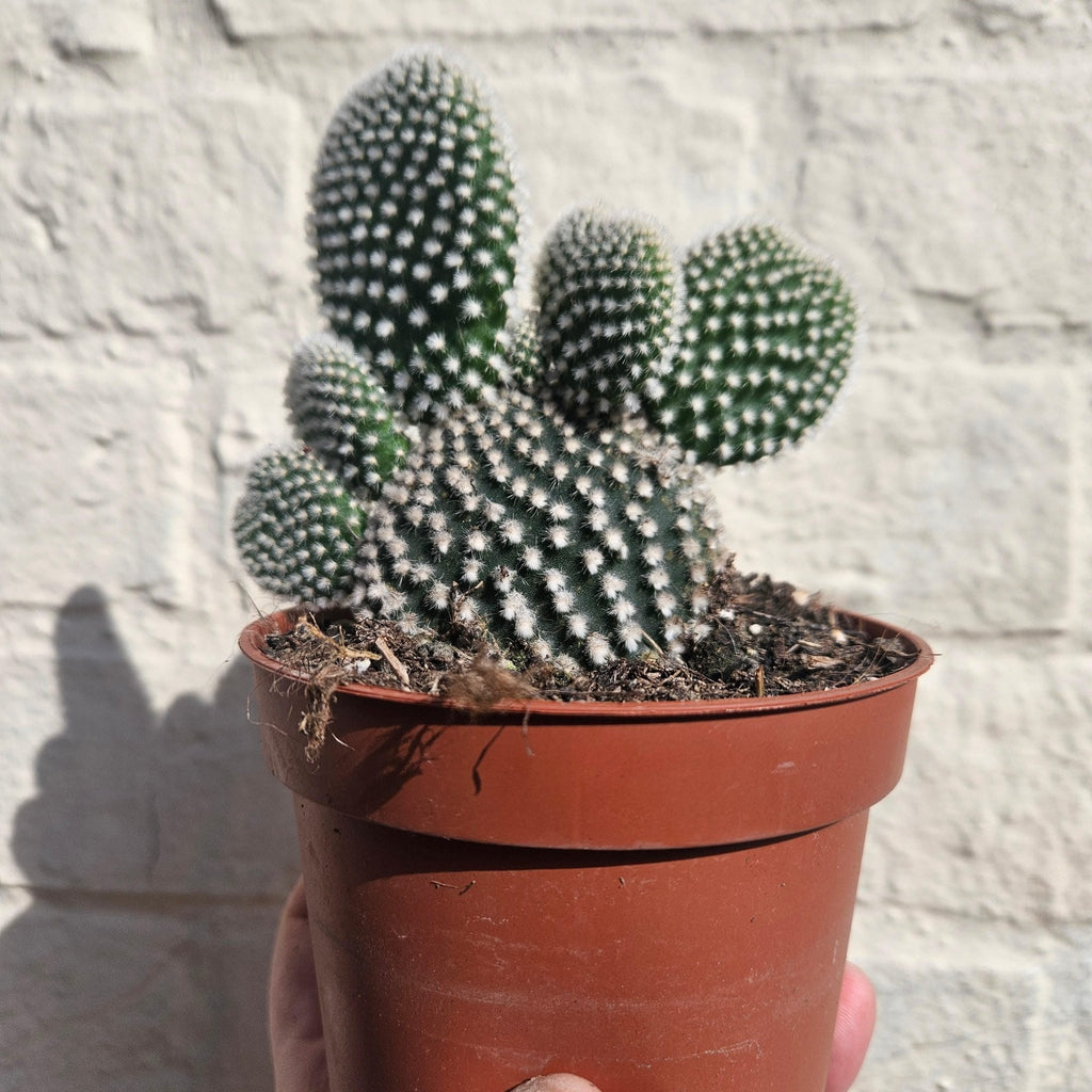 Opuntia microdasys (Bunny Ears) - SGP Garden Ltd