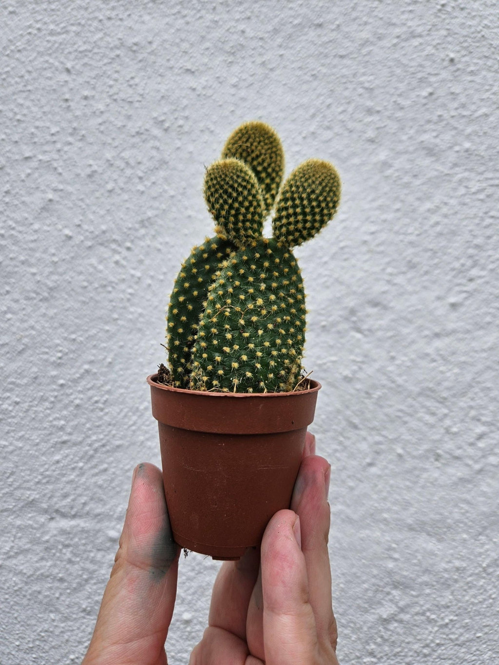 Opuntia microdasys (Bunny Ears) - SGP Garden Ltd