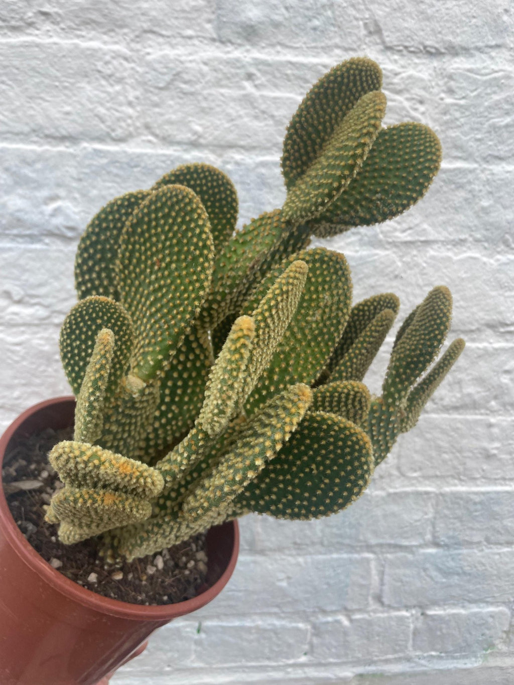 Opuntia microdasys (Bunny Ears) - SGP Garden Ltd
